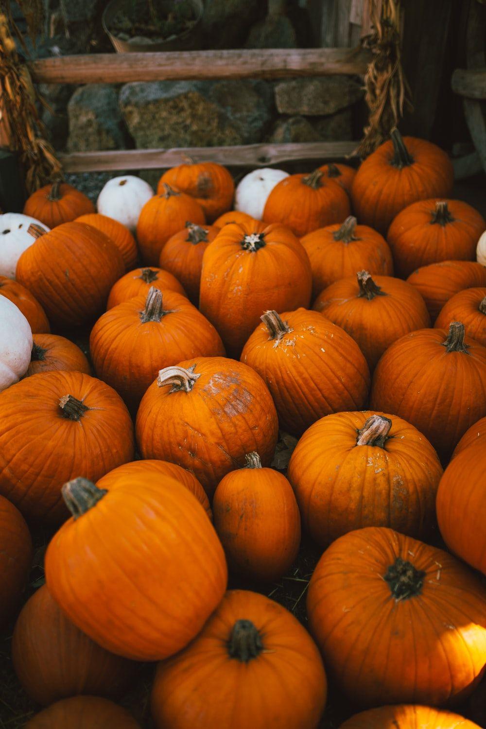 1000x1500 orange pumpkins photo