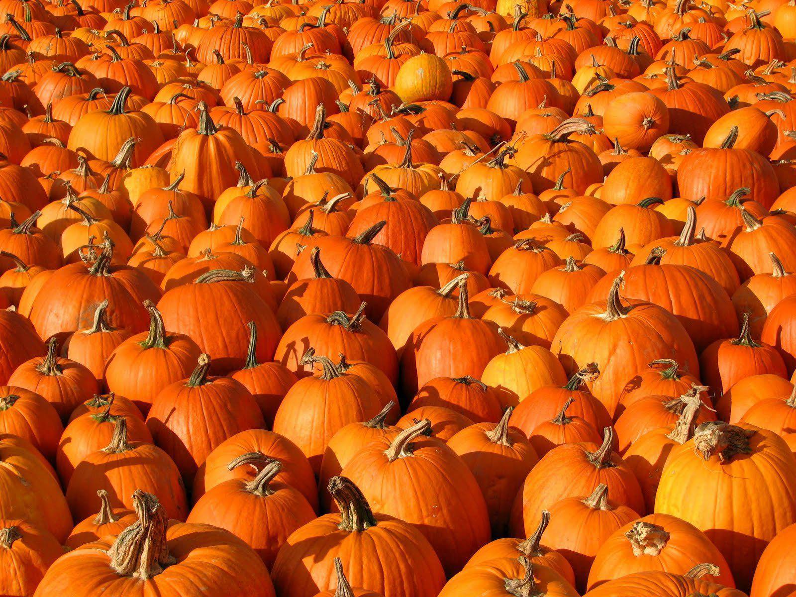 1600x1200 HD Pumpkin Patch Halloween Autumn Peanuts Magazine