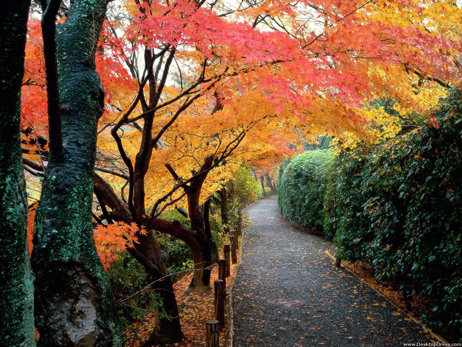 1600x1200 Desktop Wallpaper Natural Background Autumn Colors