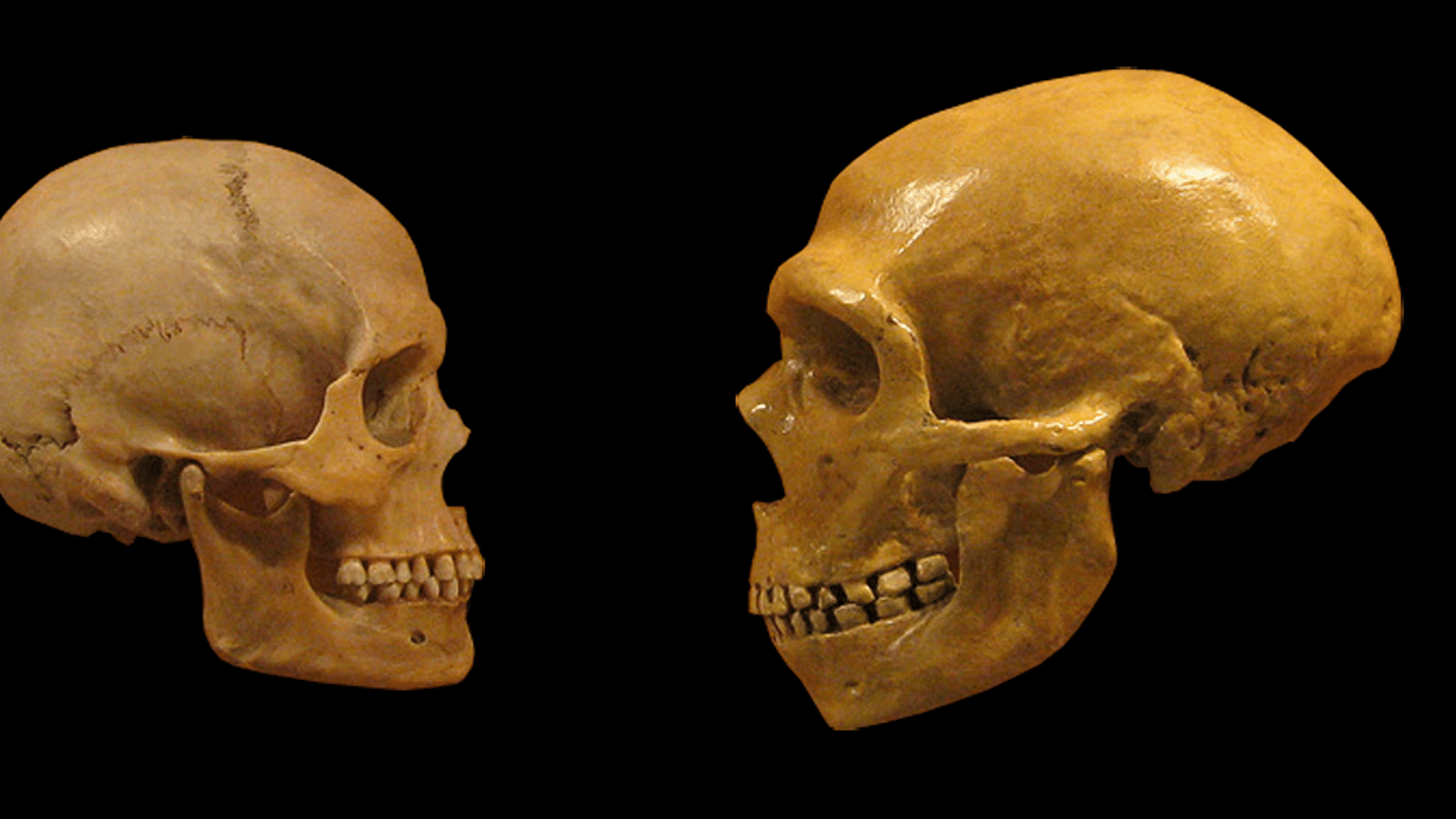 1600x900 Homo Sapiens & Neanderthal Skulls