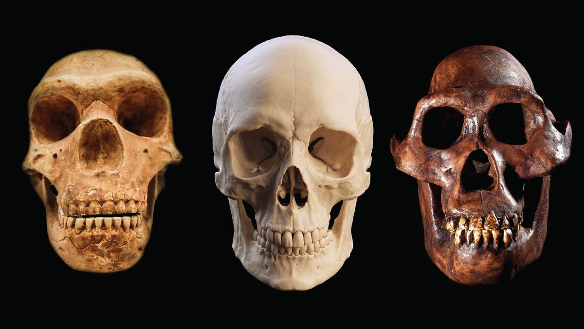 1200x675 Why did Homo sapiens outlast all other