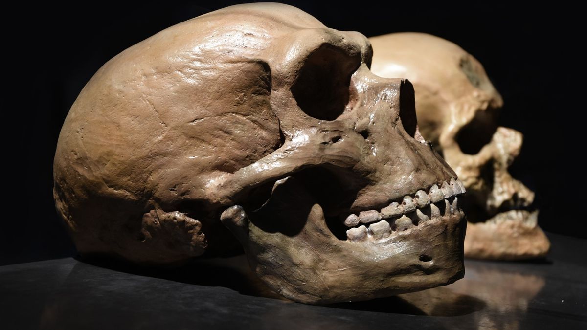 1200x675 Homo sapiens