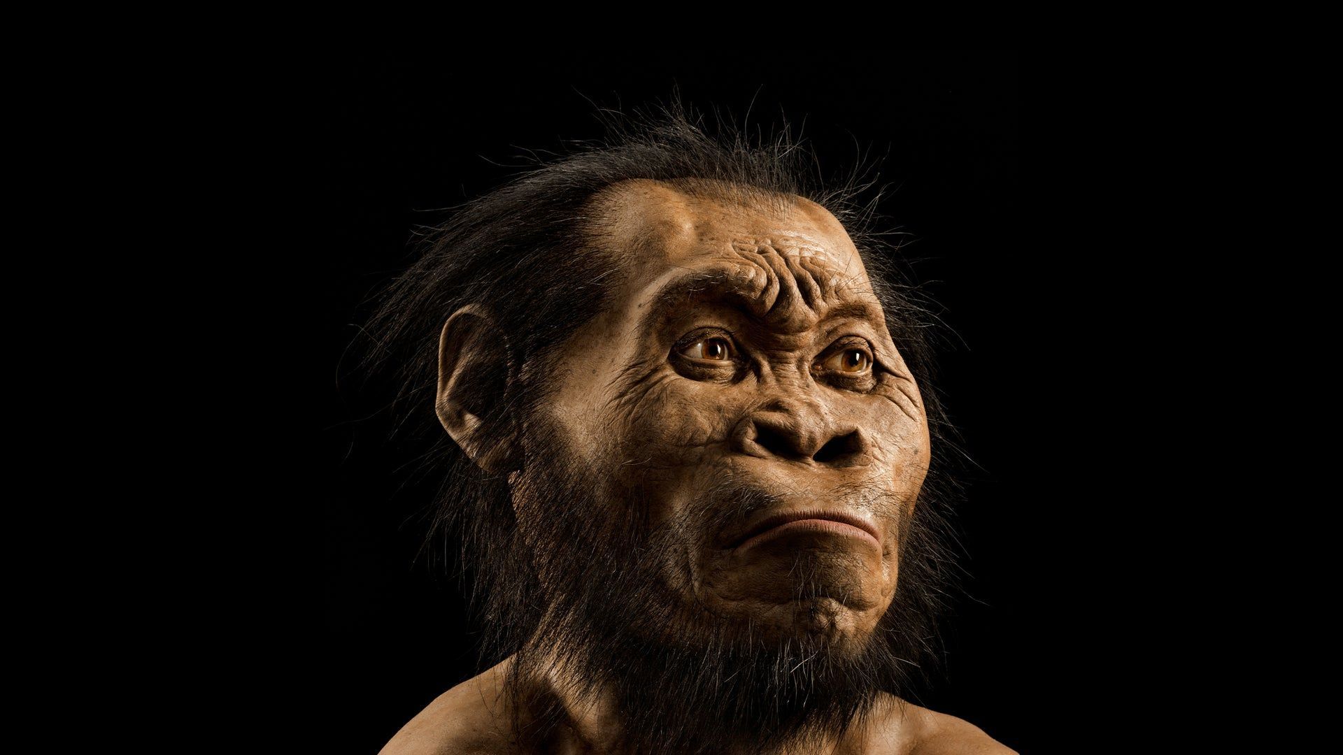 Homo sapienne main image 1