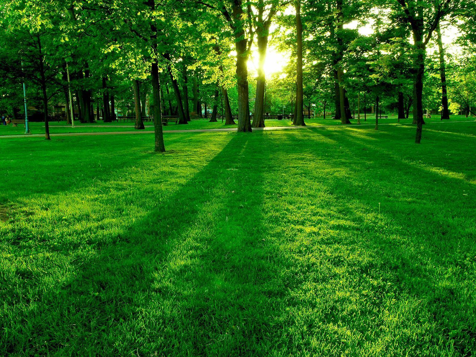 Green Nature Wallpapers - Top Free Green Nature Backgrounds