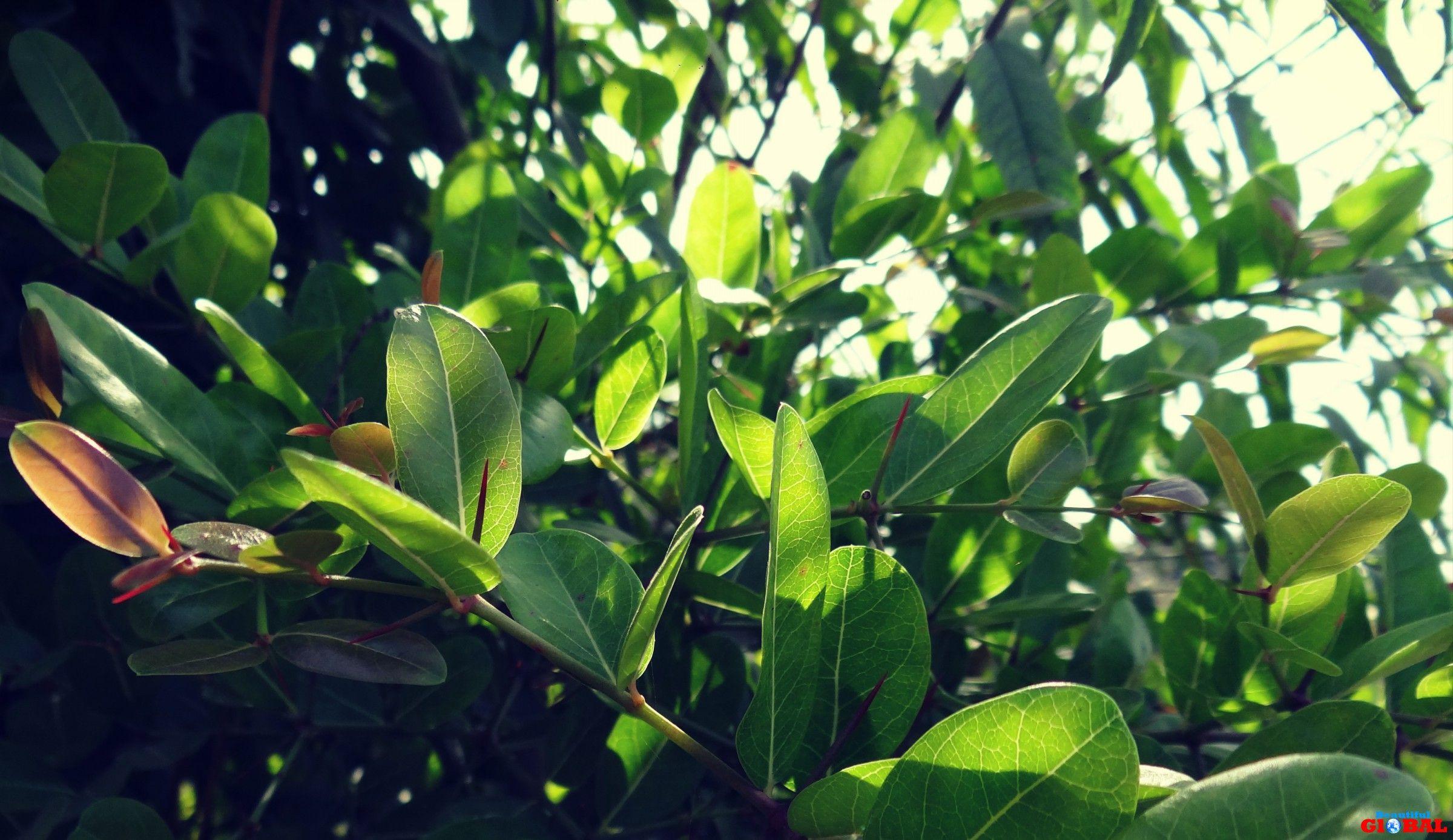 2400x1388 Beautiful Leafs, Nature Scenes, Green Wallpaper, HD