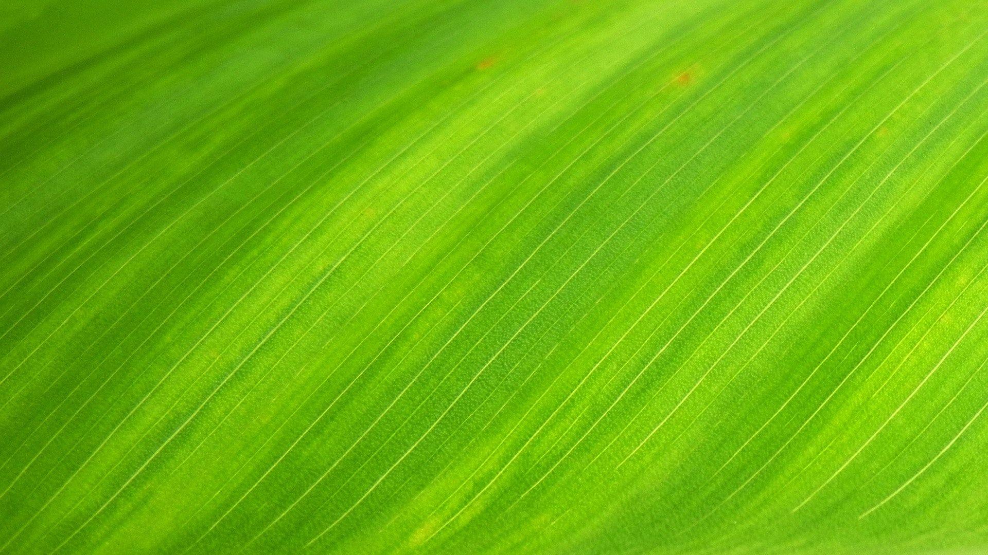 Green Nature Wallpapers Top Free Green Nature Backgrounds 