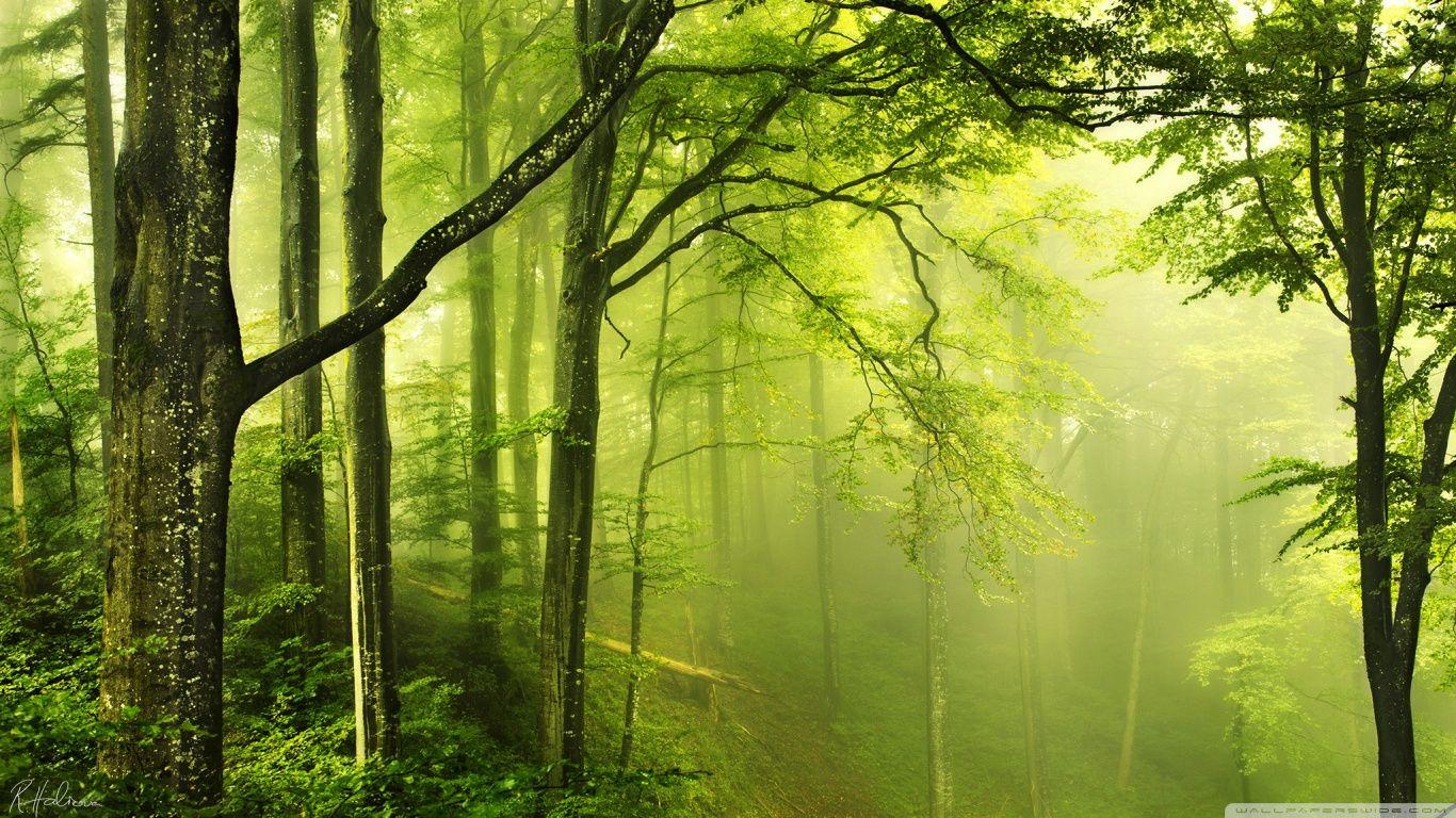 1366x768 Beautiful Green HD