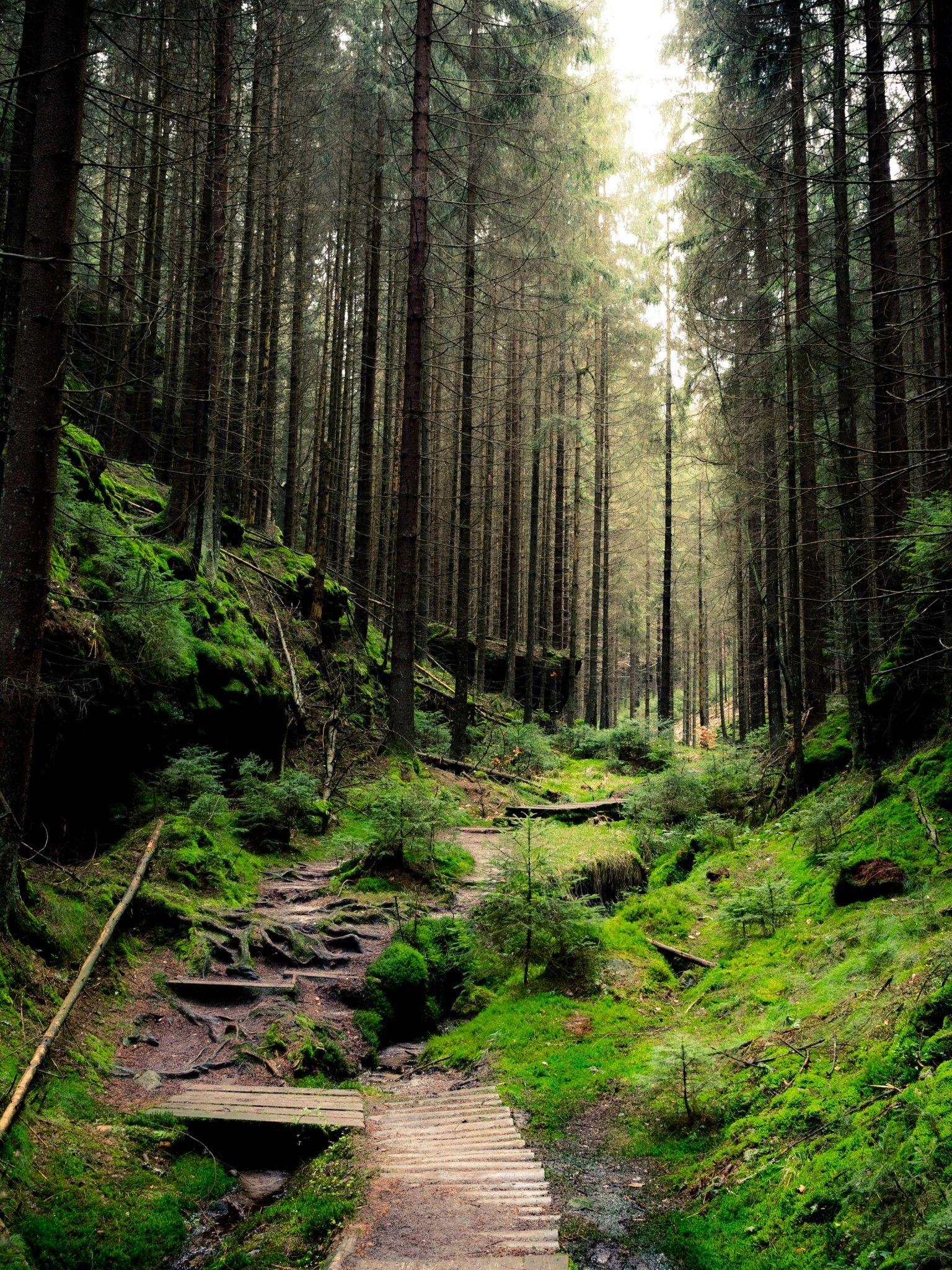 1536x2048 Download 1536x2048 Saxon Switzerland National Park, Forest
