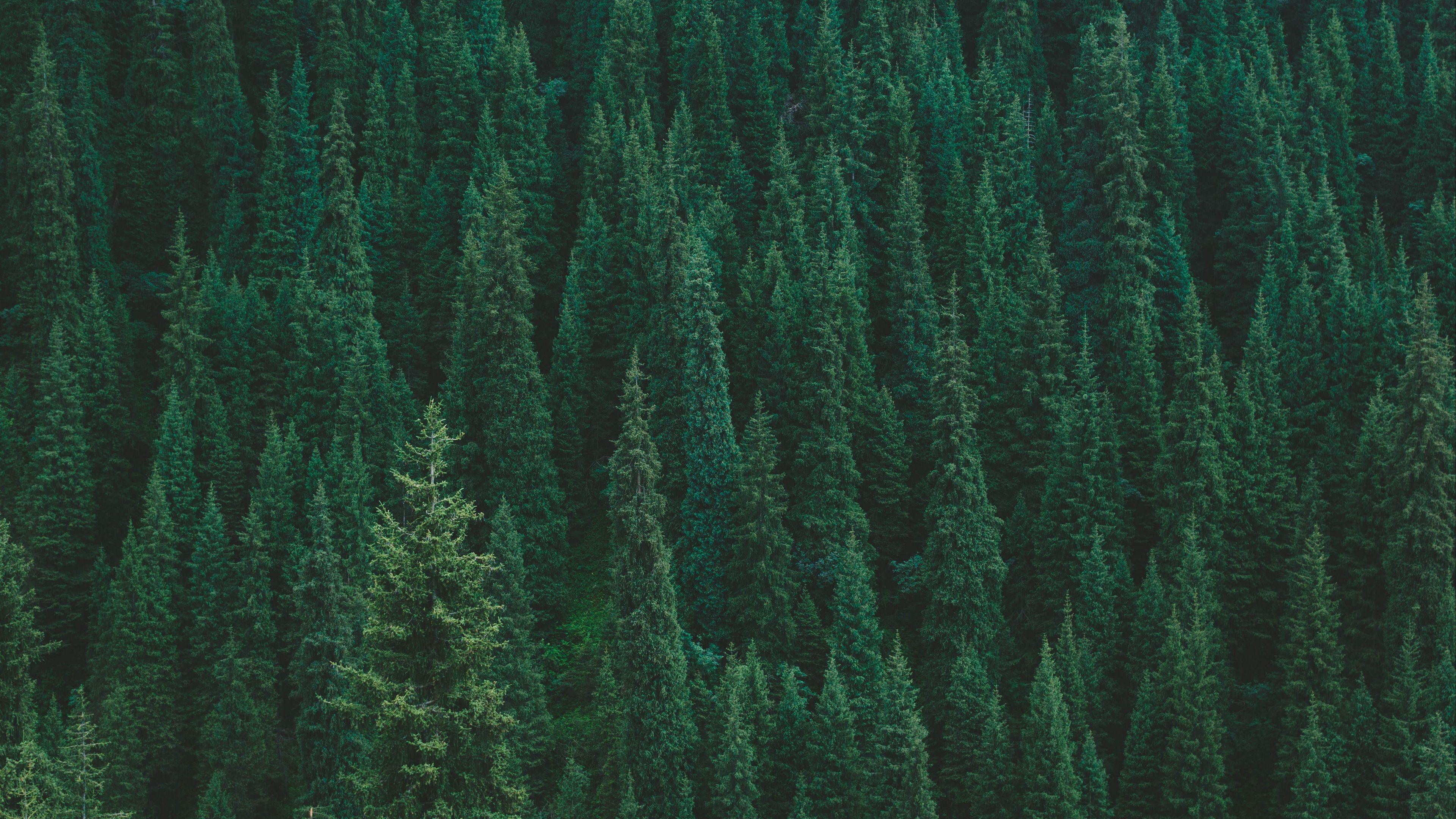Green Forest Aesthetic Wallpaper At Clinton Richardson Blog Green Forest Aesthetic Wallpaper At Clinton Richardson Blog