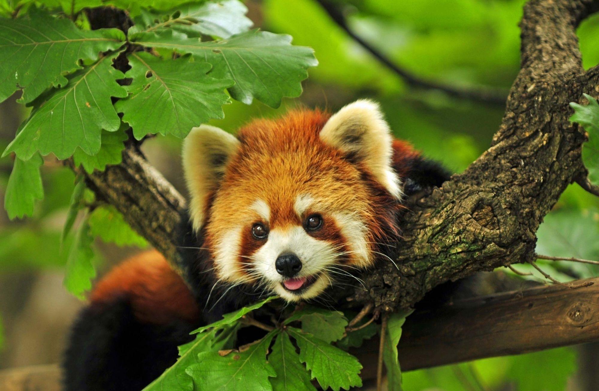 2000x1305 Cute Red Panda Wallpaper