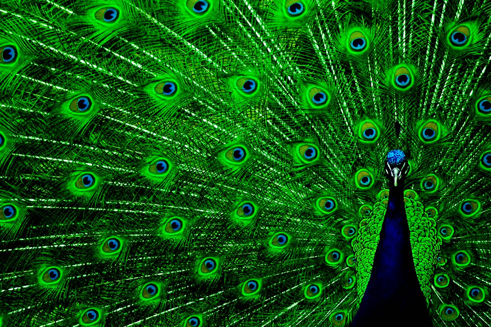 1600x1064 Peacock Green Wings Colorful Photo HD Wallpaper Desktop