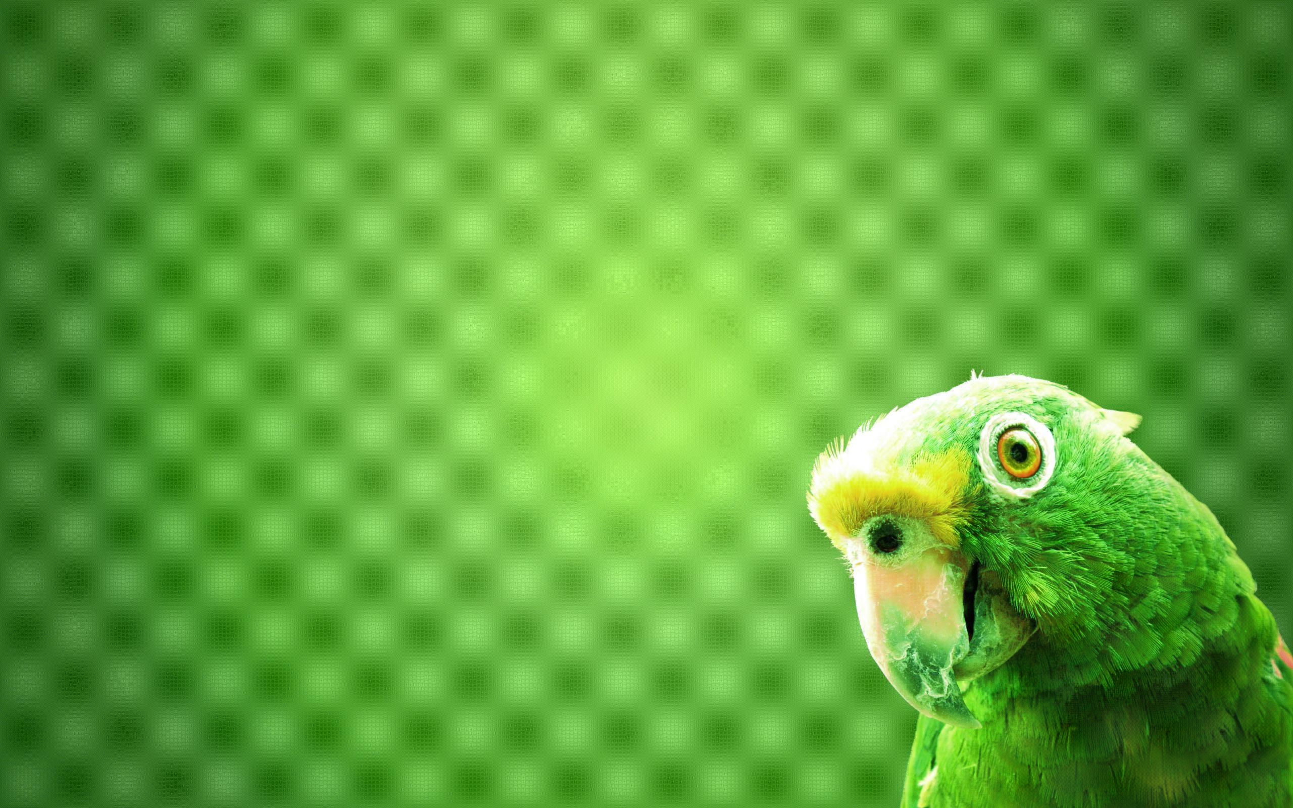 2560x1600 Green Parrot Wallpaper