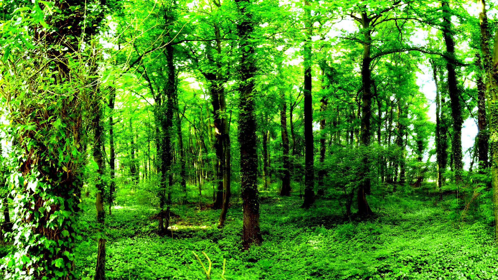 1920x1080 Amazing Green Forest wallpaper