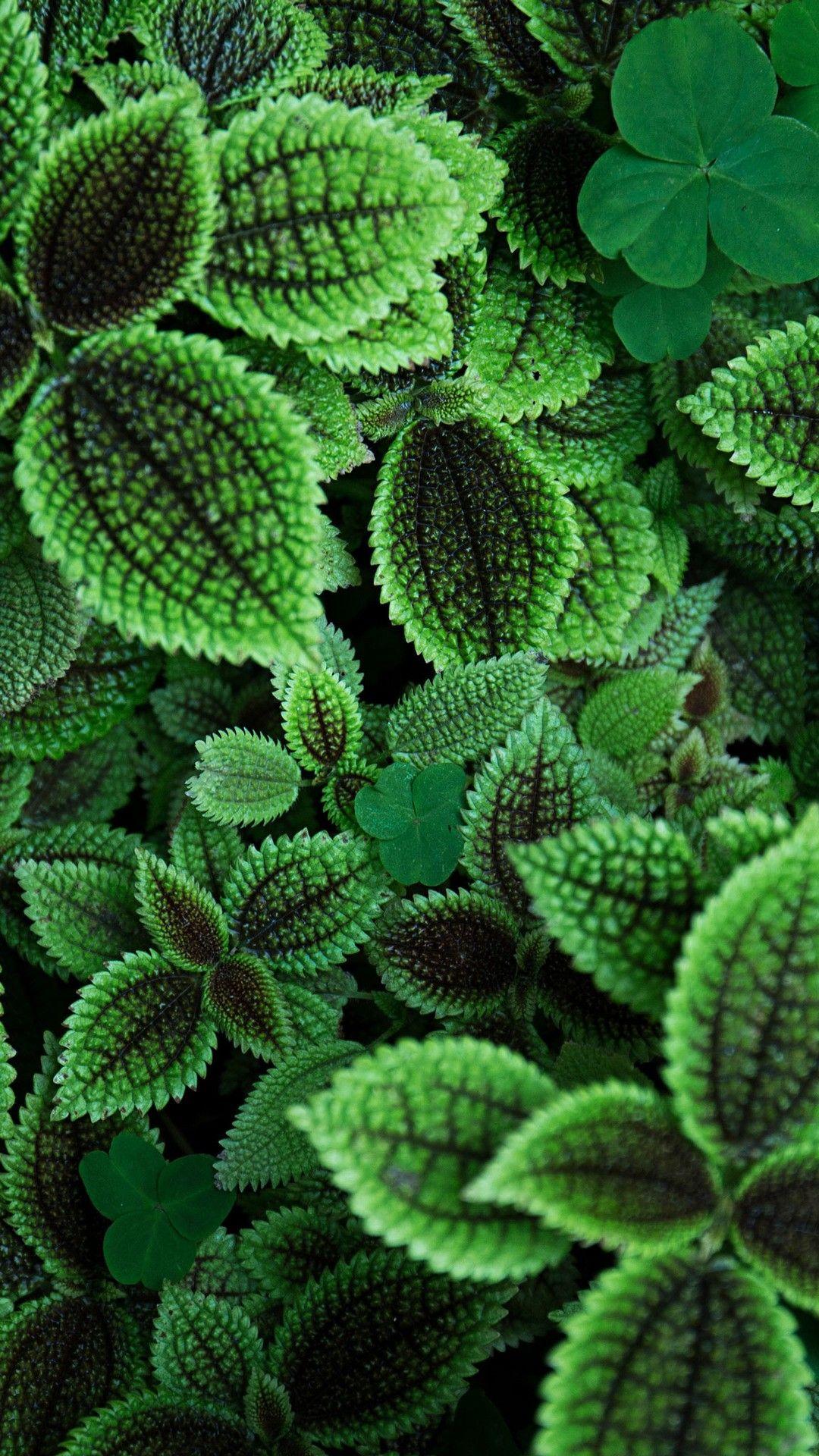 1080x1920 Green Leaves Qhd Wallpaper - [1080x1920]