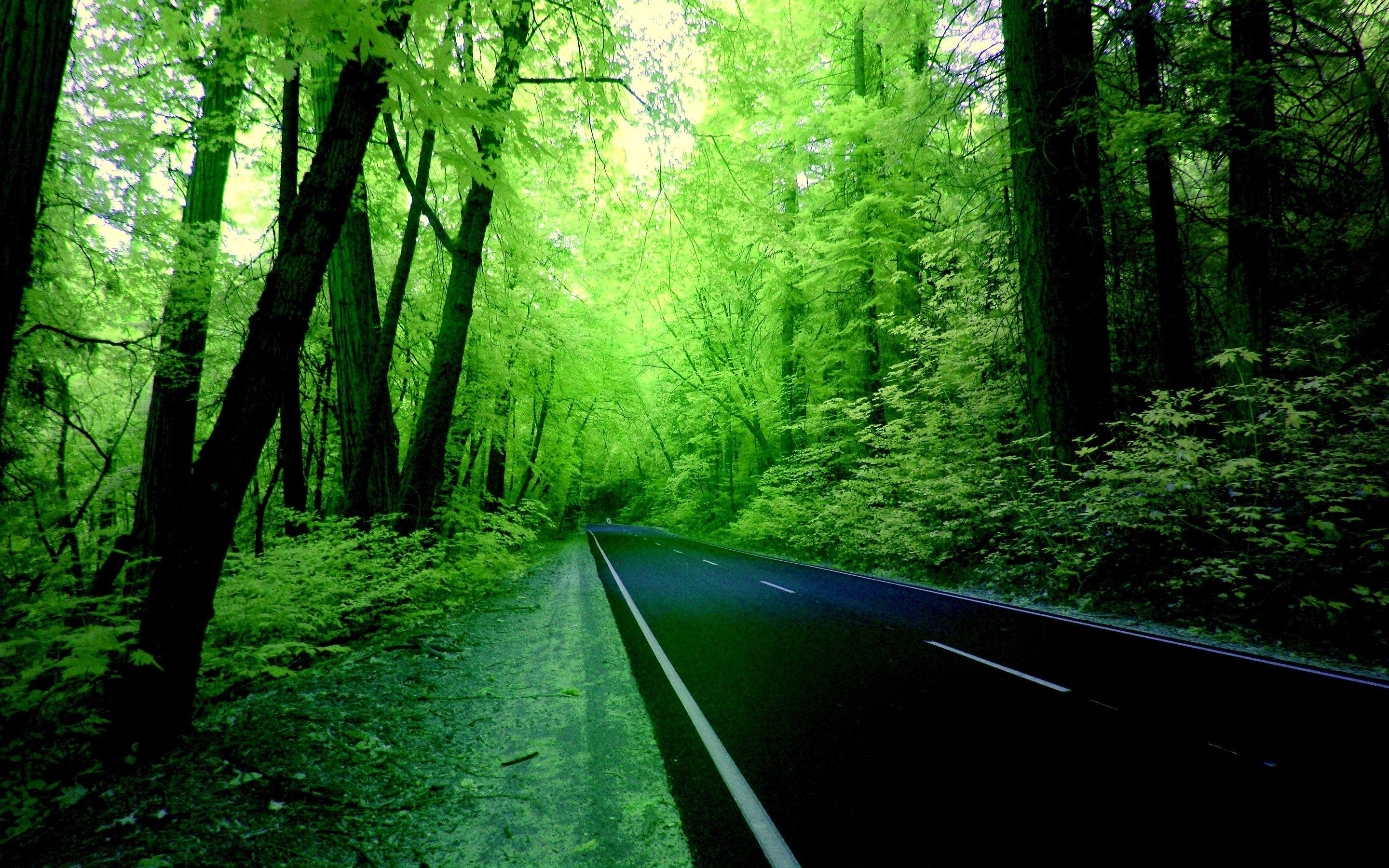 2880x1800 Green Forest Road Wallpaper Forest Wallpaper HD Free
