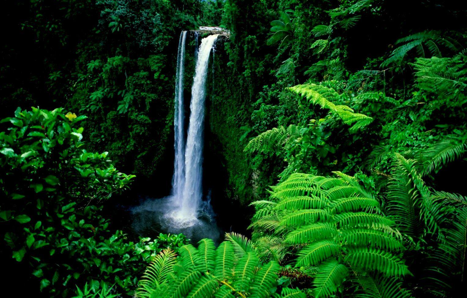 1528x976 Hd Fresh Forest Wallpaper