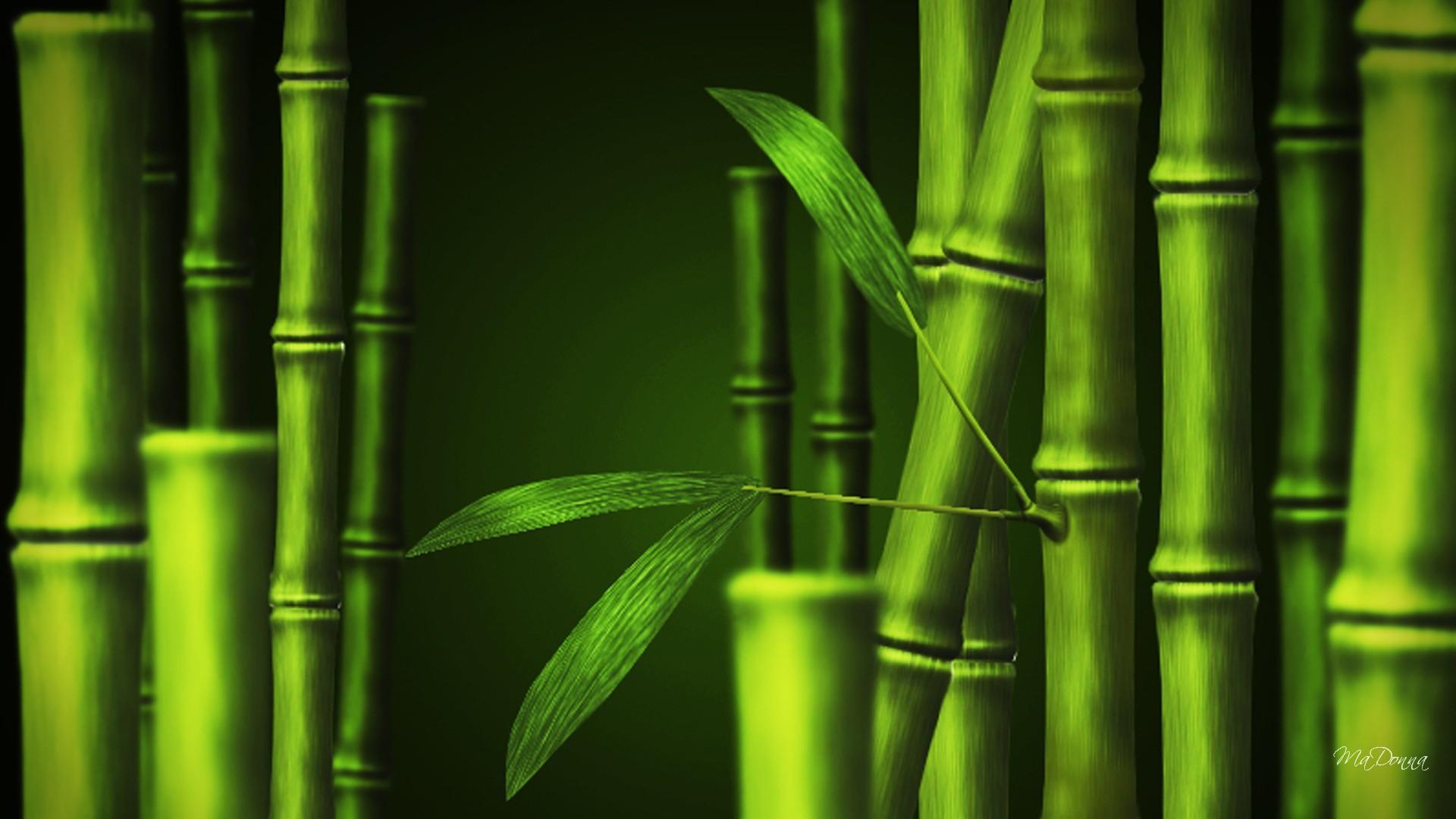 1920x1080 Bamboo forest Green wallpaper for Android