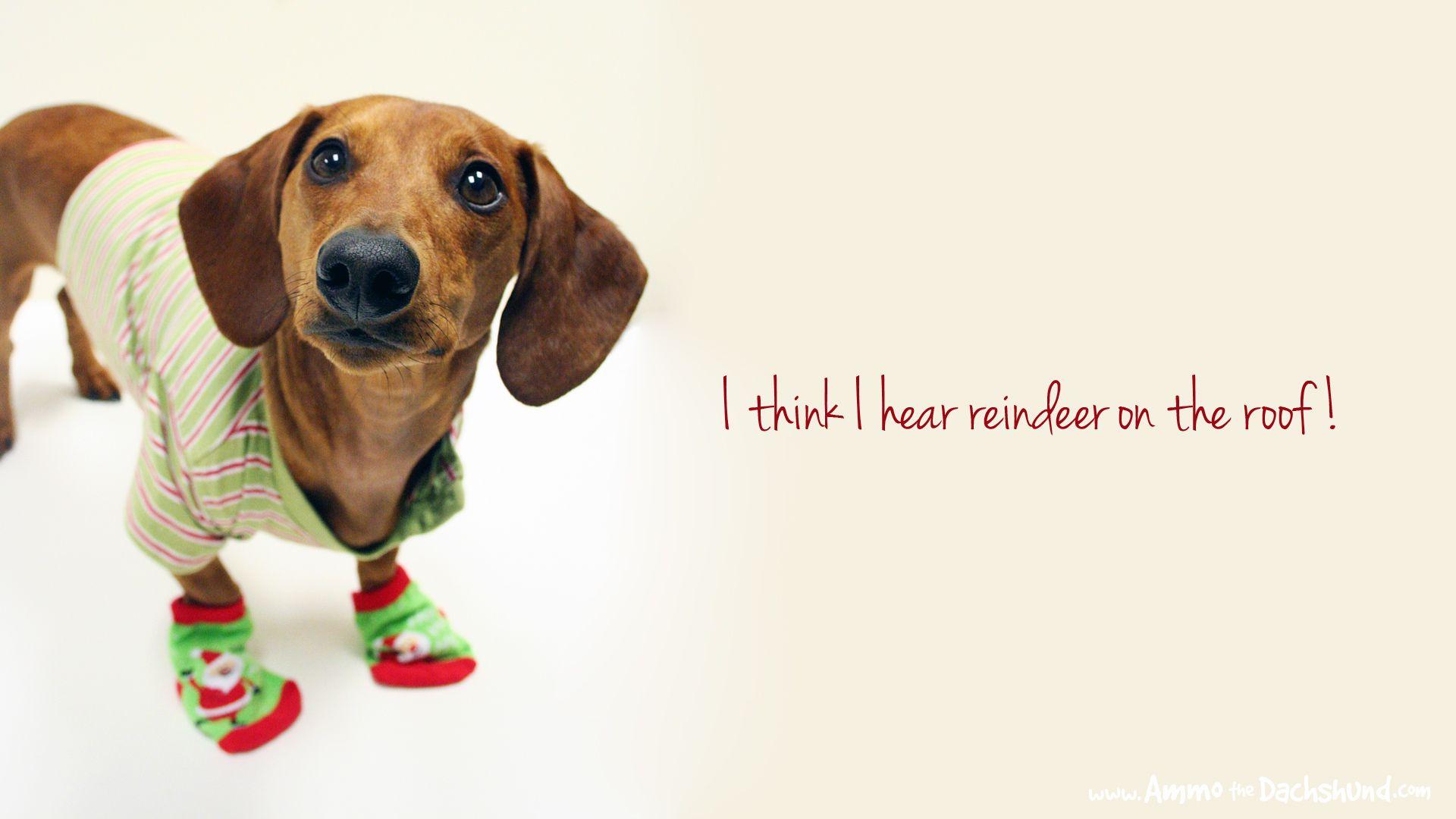 1920x1080 Days of Cheer! Free Holiday Desktop Wallpaper. Ammo the Dachshund