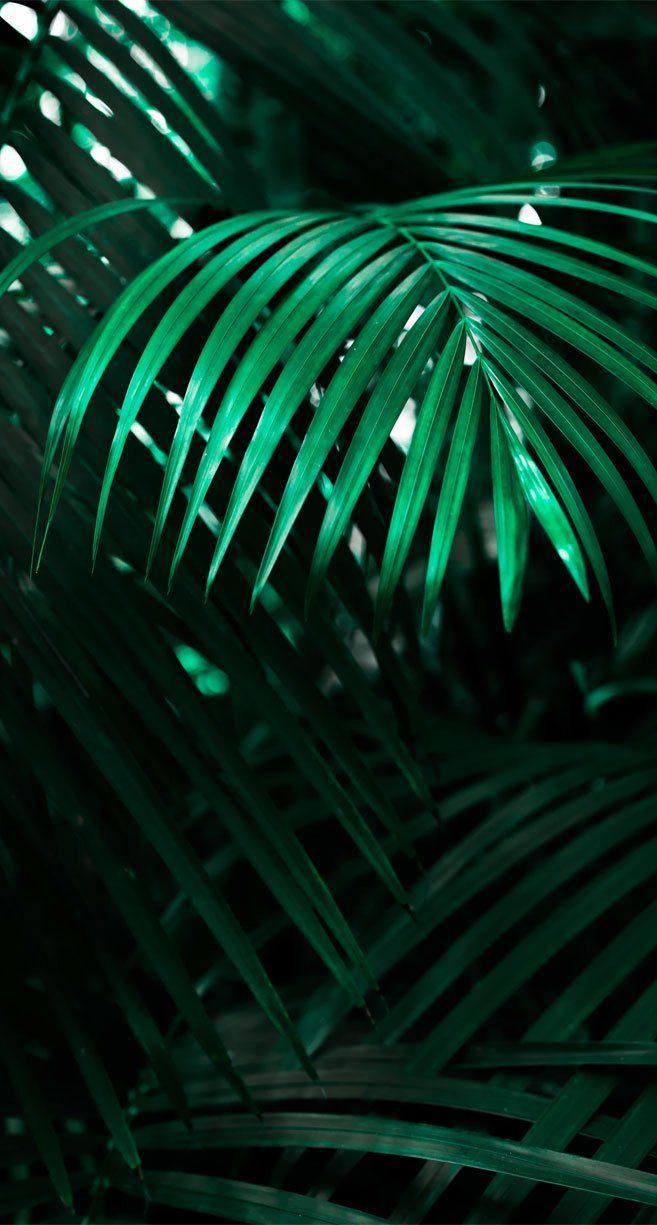 657x1225 Looking for beautiful iPhone X wallpaper that have a