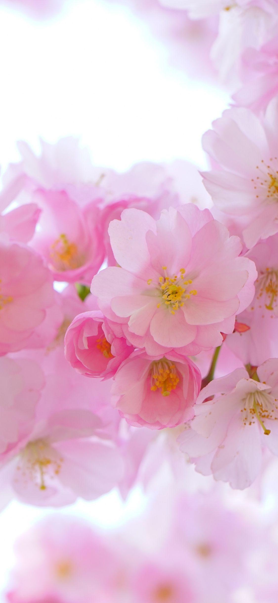 1125x2436 Download 1125x2436 wallpaper japanese cherry, blossom