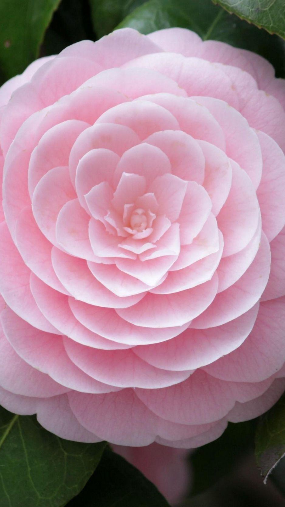938x1668 Download Wallpaper 938x1668 Camellia, Flower, Soft, Close Up