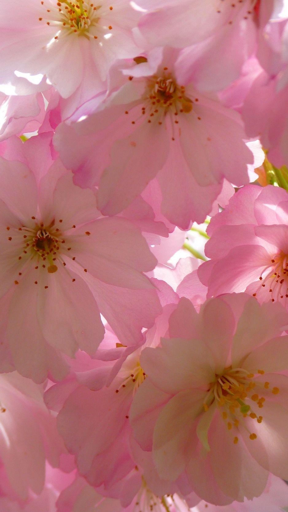 938x1668 Download wallpaper 938x1668 japanese cherry, flowers