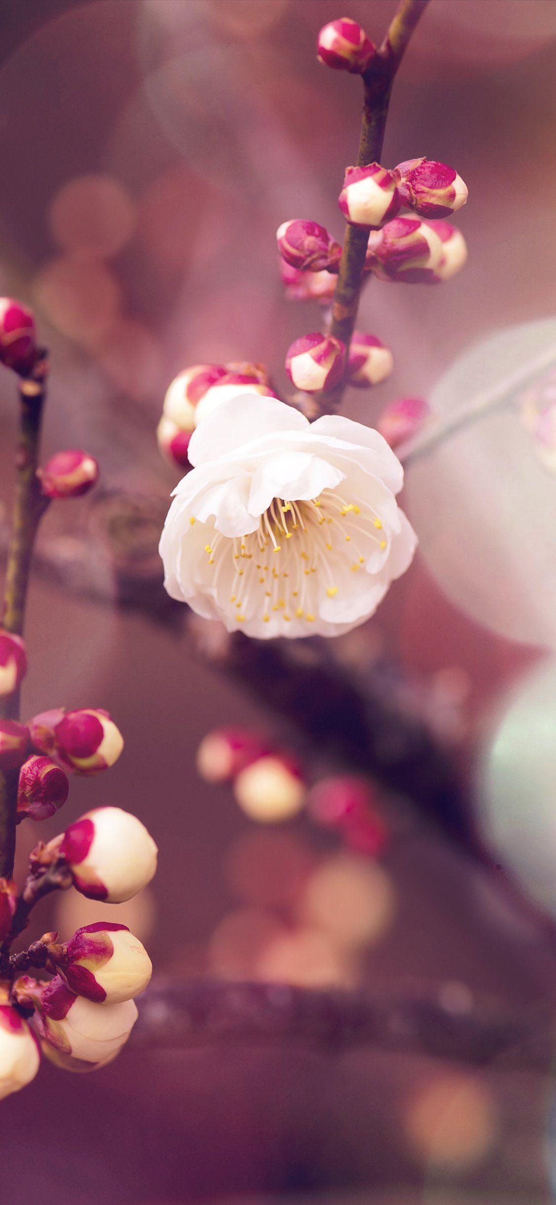 1125x2436 iPhonePapers flower bud flare spring nature