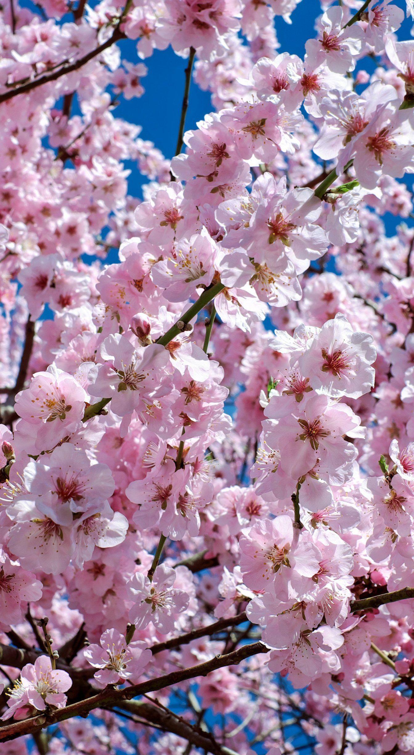 1344x2448 2019的Japanese cherry trees flowers pink 4896x3264 wallpaper