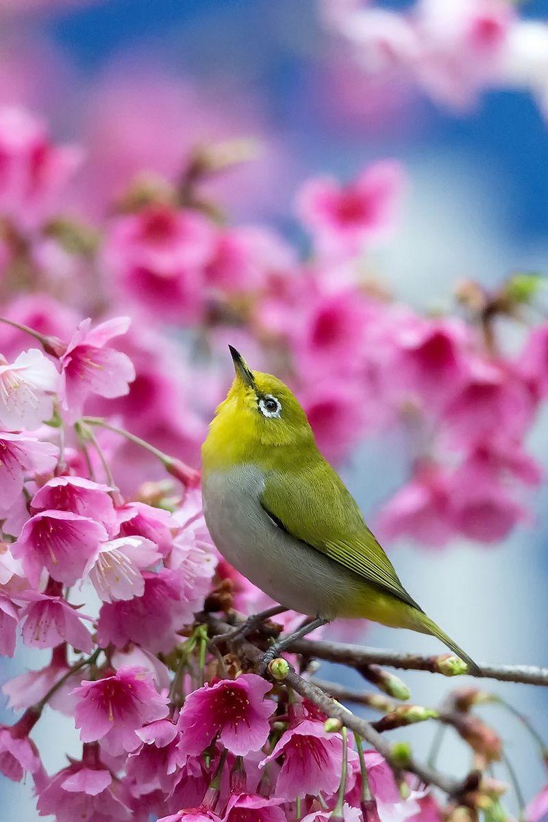 800x1200 Download wallpaper 800x1200 spring, cherry, branch, flowers