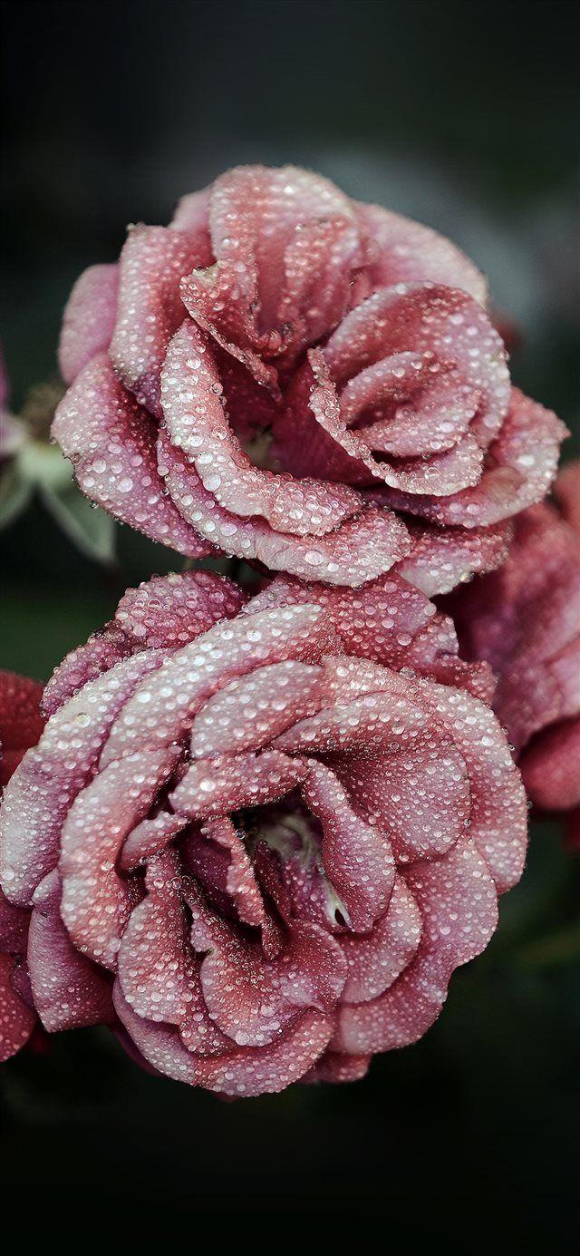 640x1385 Rose Pink Raindrop Flower Summer Nature Red iPhone X