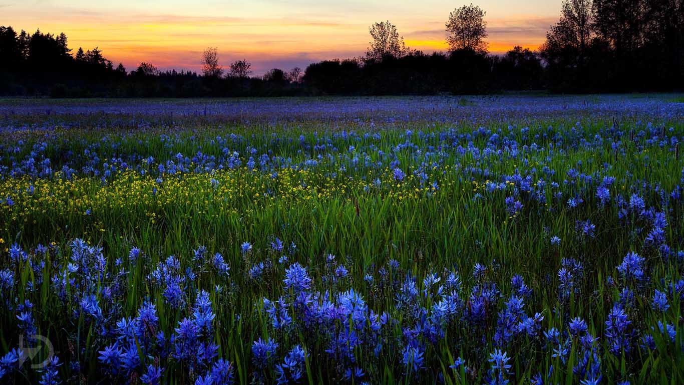 Bing Spring Wallpapers - Top Free Bing Spring Backgrounds - WallpaperAccess