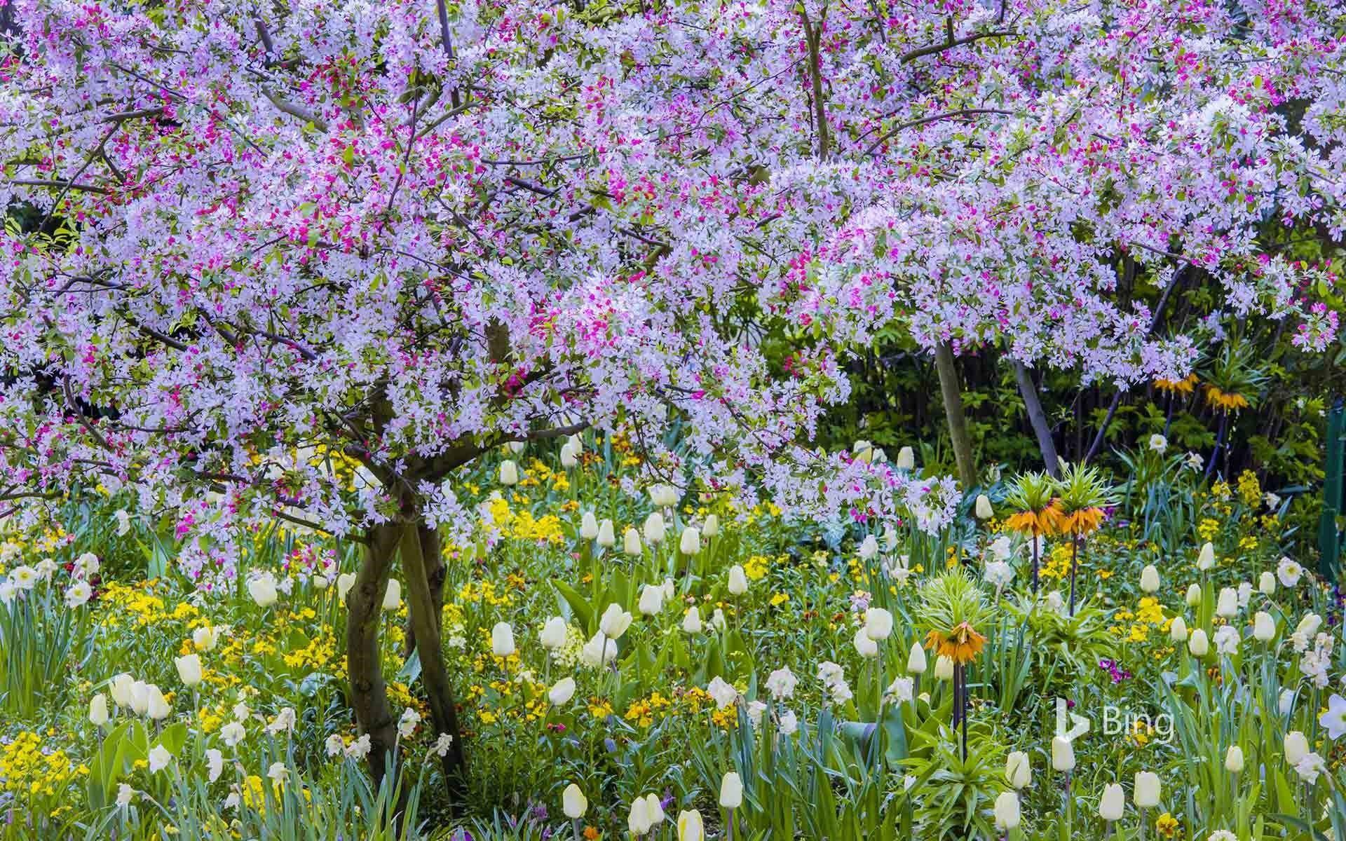 Bing Spring Wallpapers Top Free Bing Spring Backgrounds Wallpaperaccess