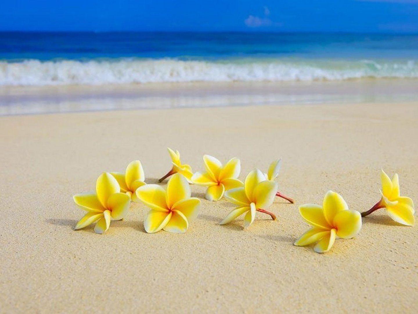 1440x1080 Flower and Beach Wallpaper