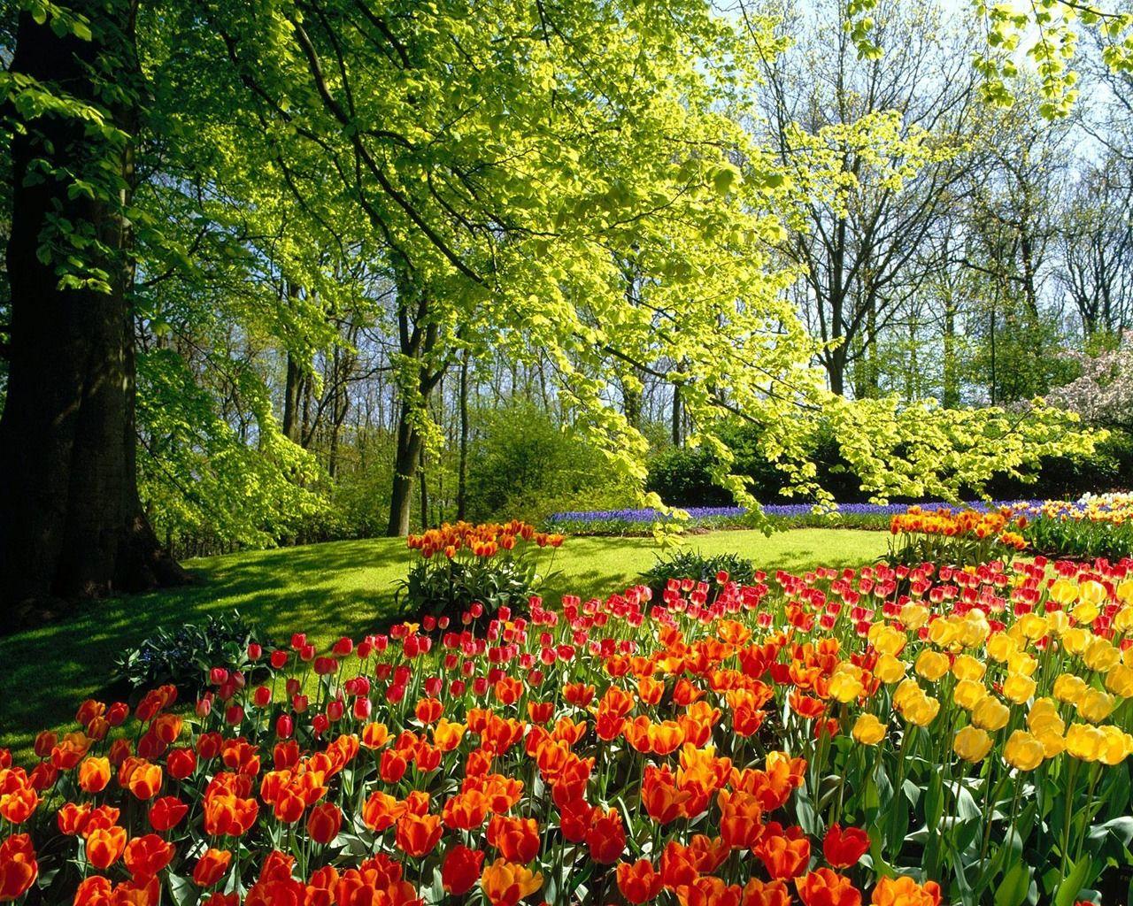 Bing Spring Wallpapers - Top Free Bing Spring Backgrounds - WallpaperAccess