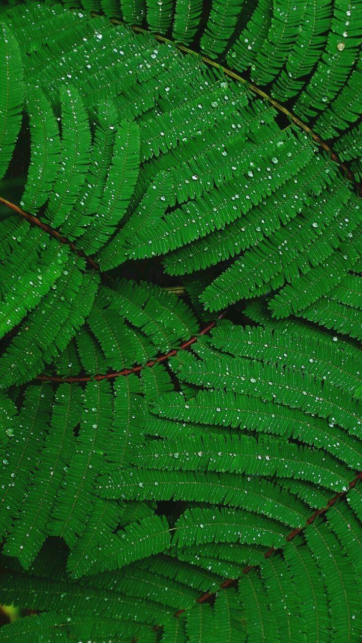736x1307 cura natural