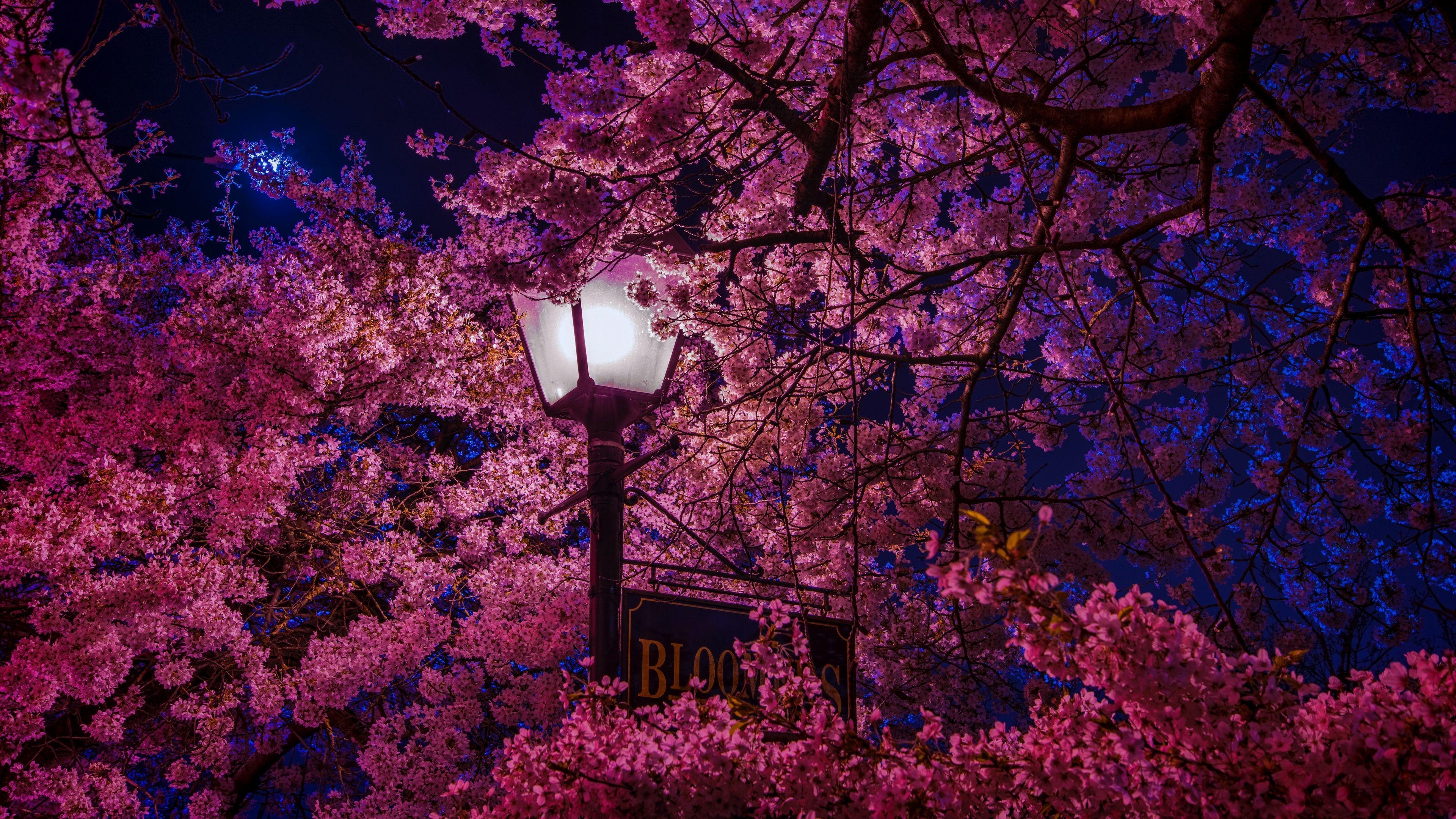 Sakura Tree Wallpapers - Top Free Sakura Tree Backgrounds - WallpaperAccess