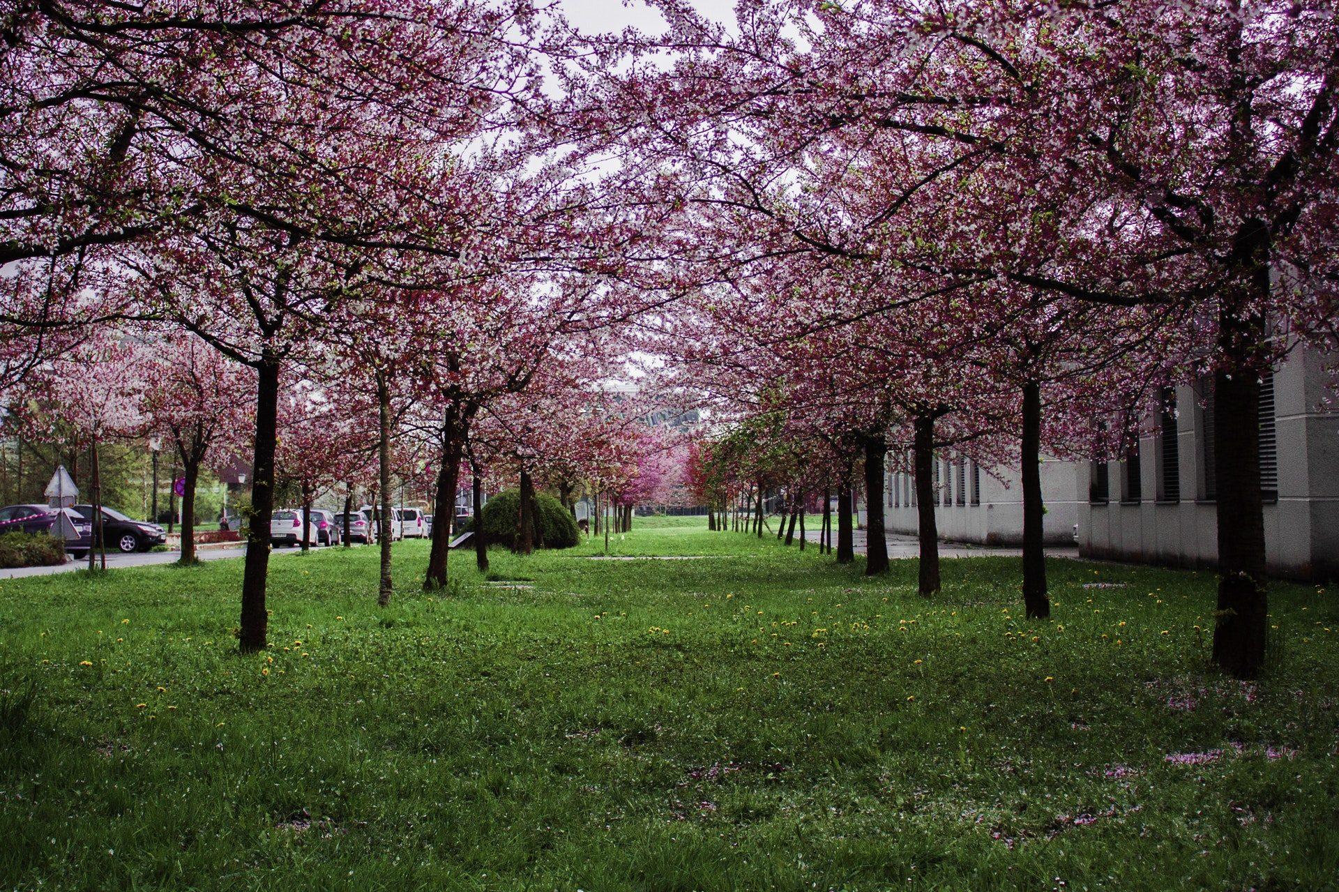 1920x1279 Sakura Tree Wallpaper HD Free Download