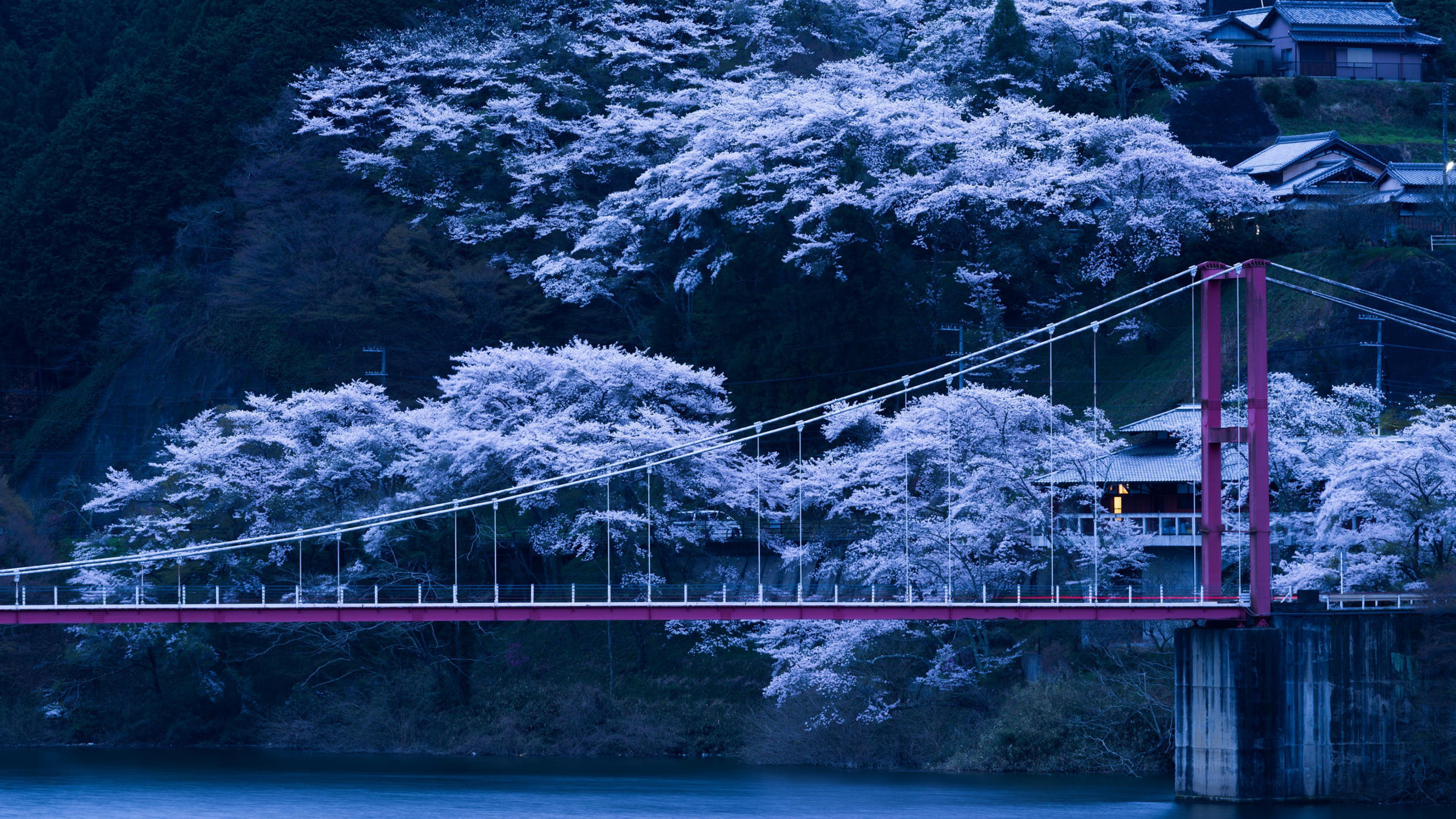 3840x2160 The Sakura Tree wallpaper The Sakura Tree stock