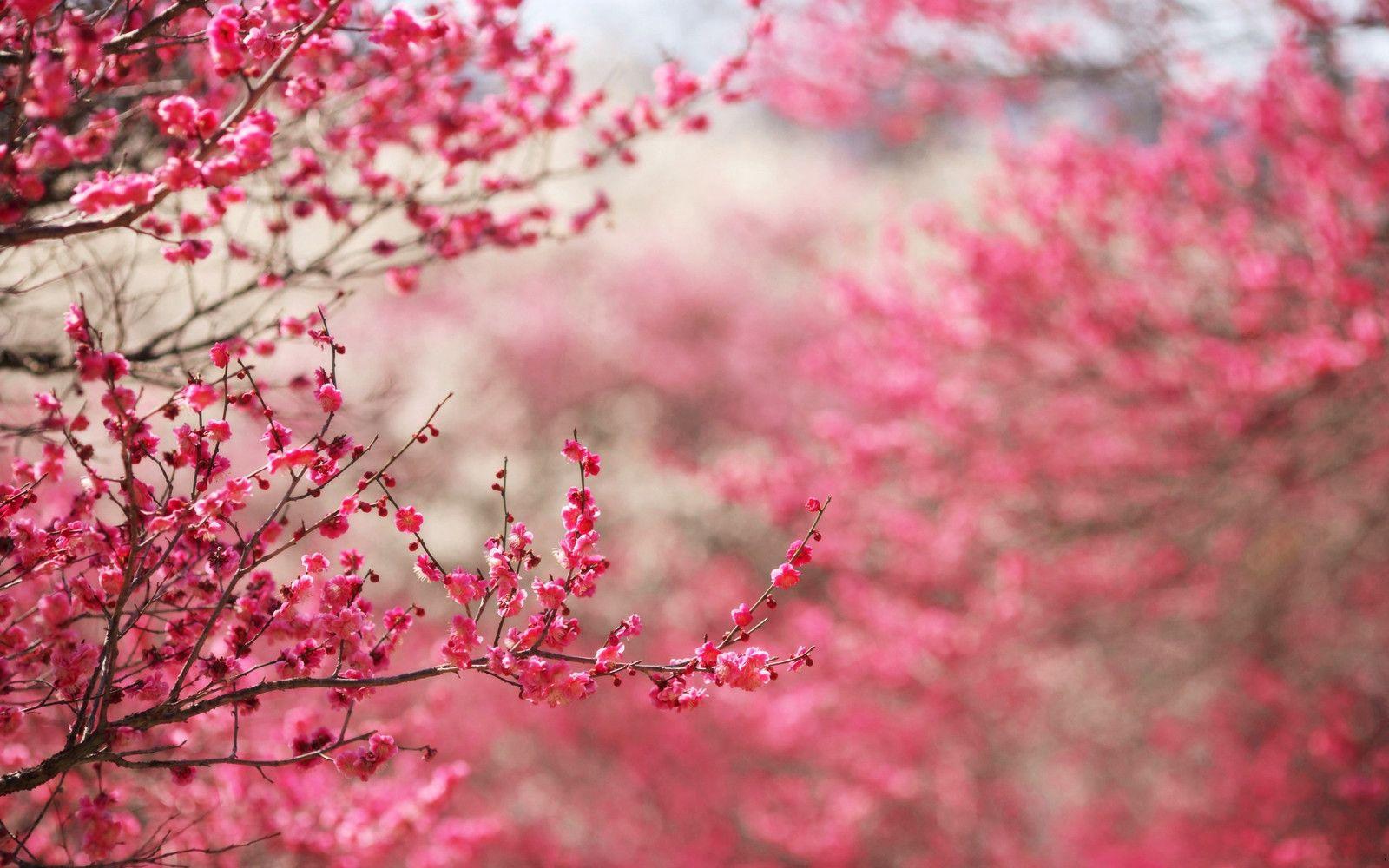 1600x1000 Inspiration Cherry Blossom Wallpaper That Will Brighten Your