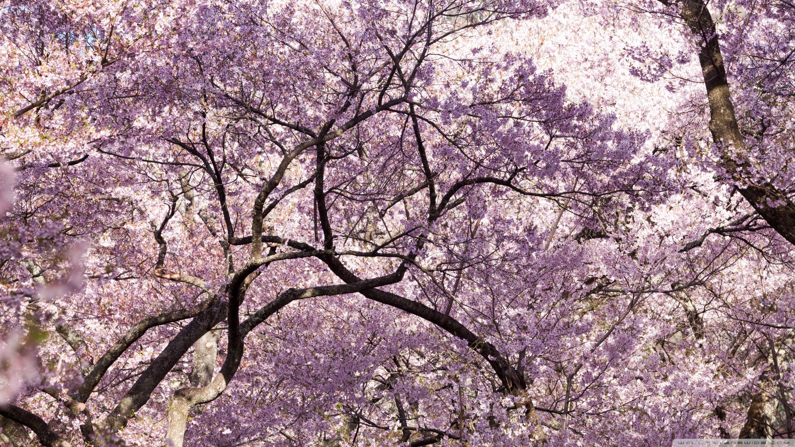 2560x1440 Cherry Blossom Tree Wallpaper, Picture