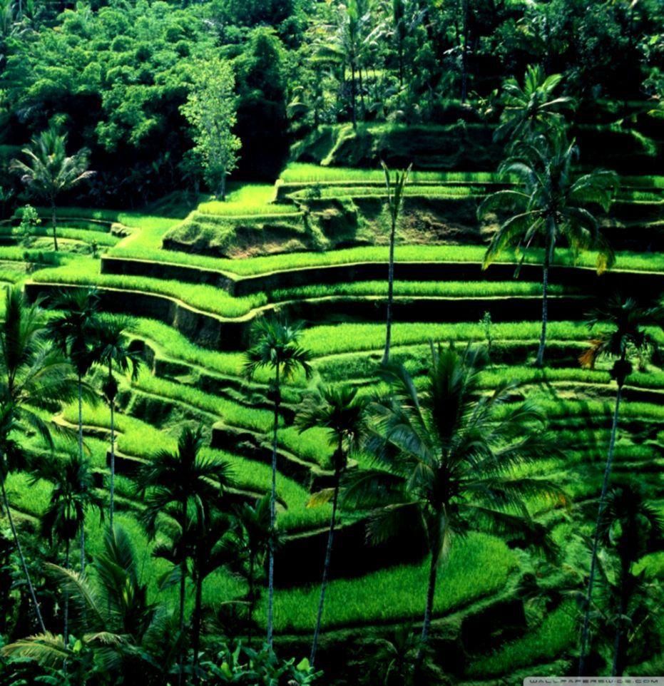 931x962 Bali Indonesia Wallpaper