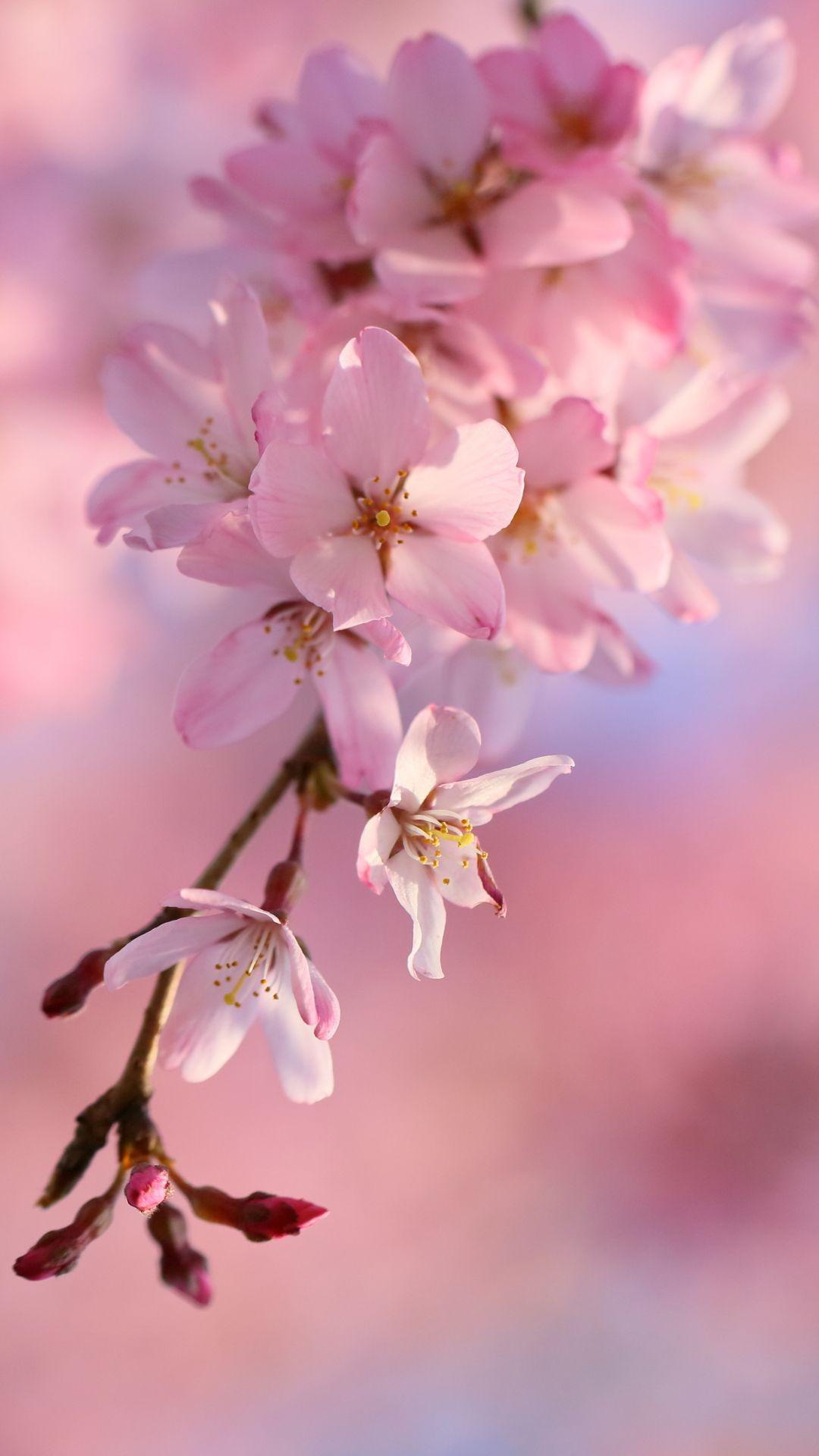 1080x1920 Sakura Wallpaper For Phone