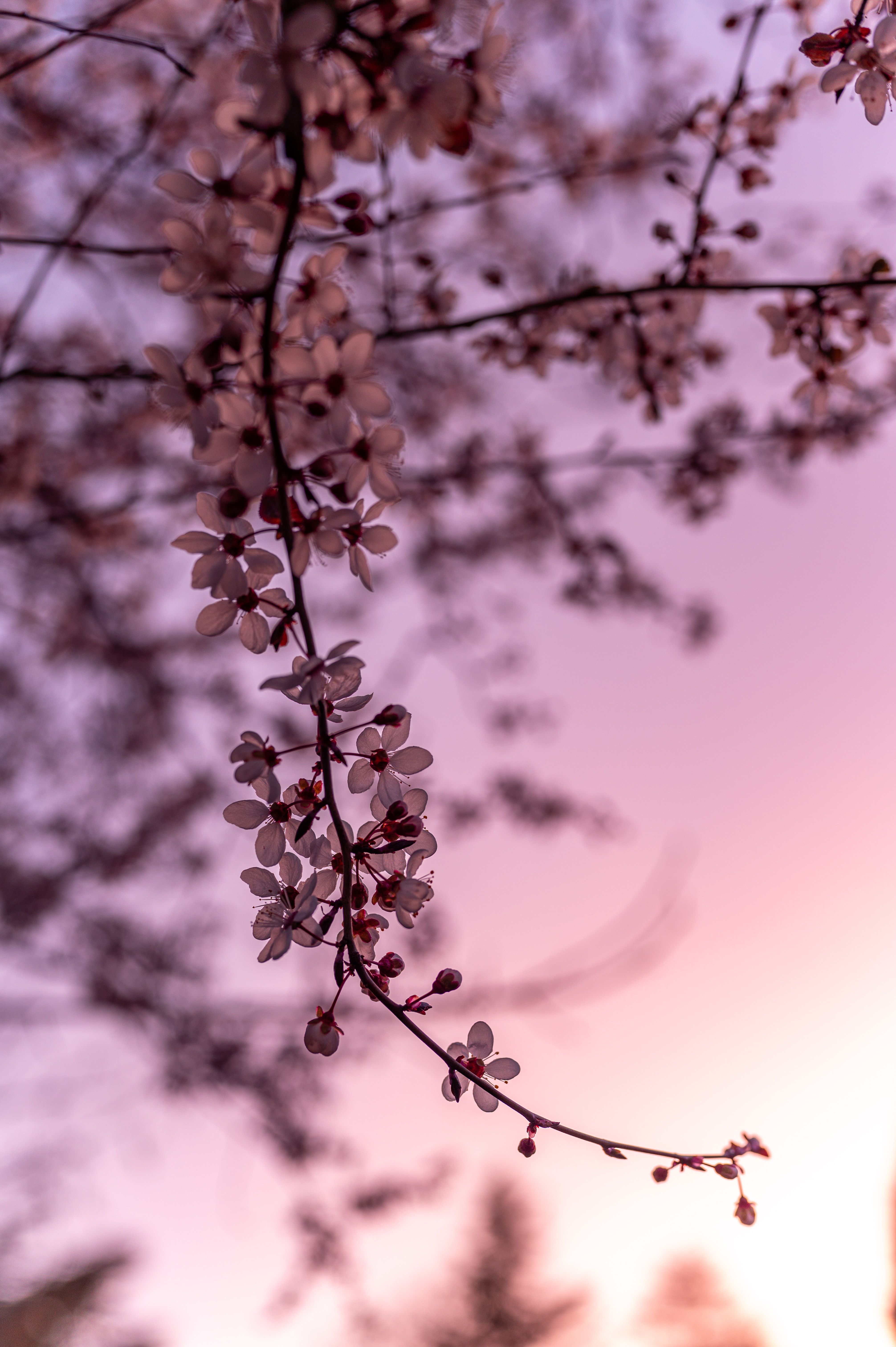 4024x6048 Download Sakura wallpaper for mobile