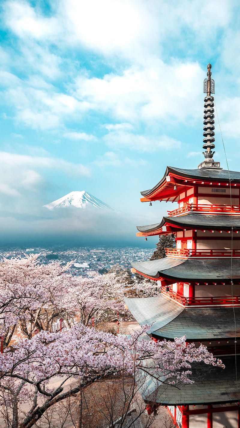 800x1422 Vulcan Sakura, cherry, blossoms, heaven