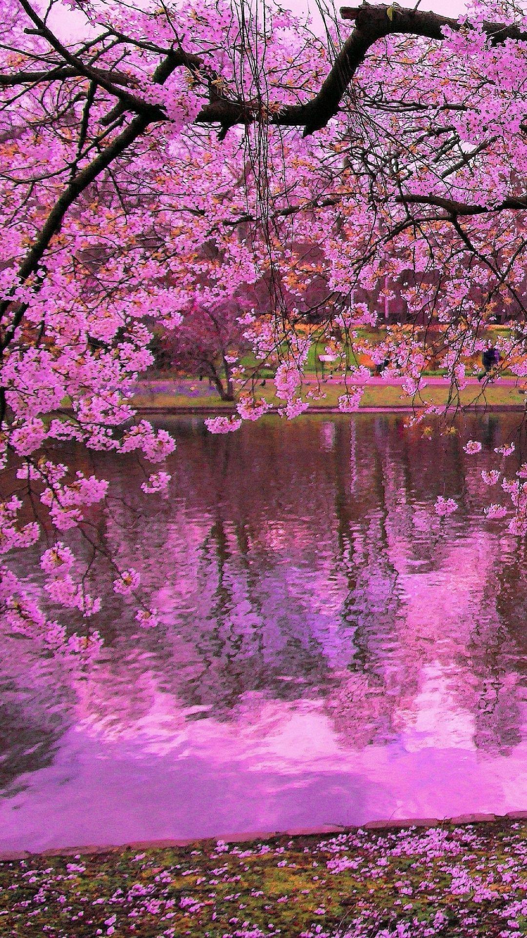 1080x1920 Sakura Wallpaper For Phone