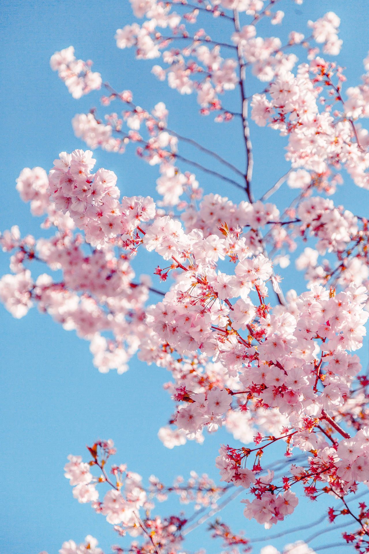 1280x1920 Mobile Cherry Blossom Wallpaper