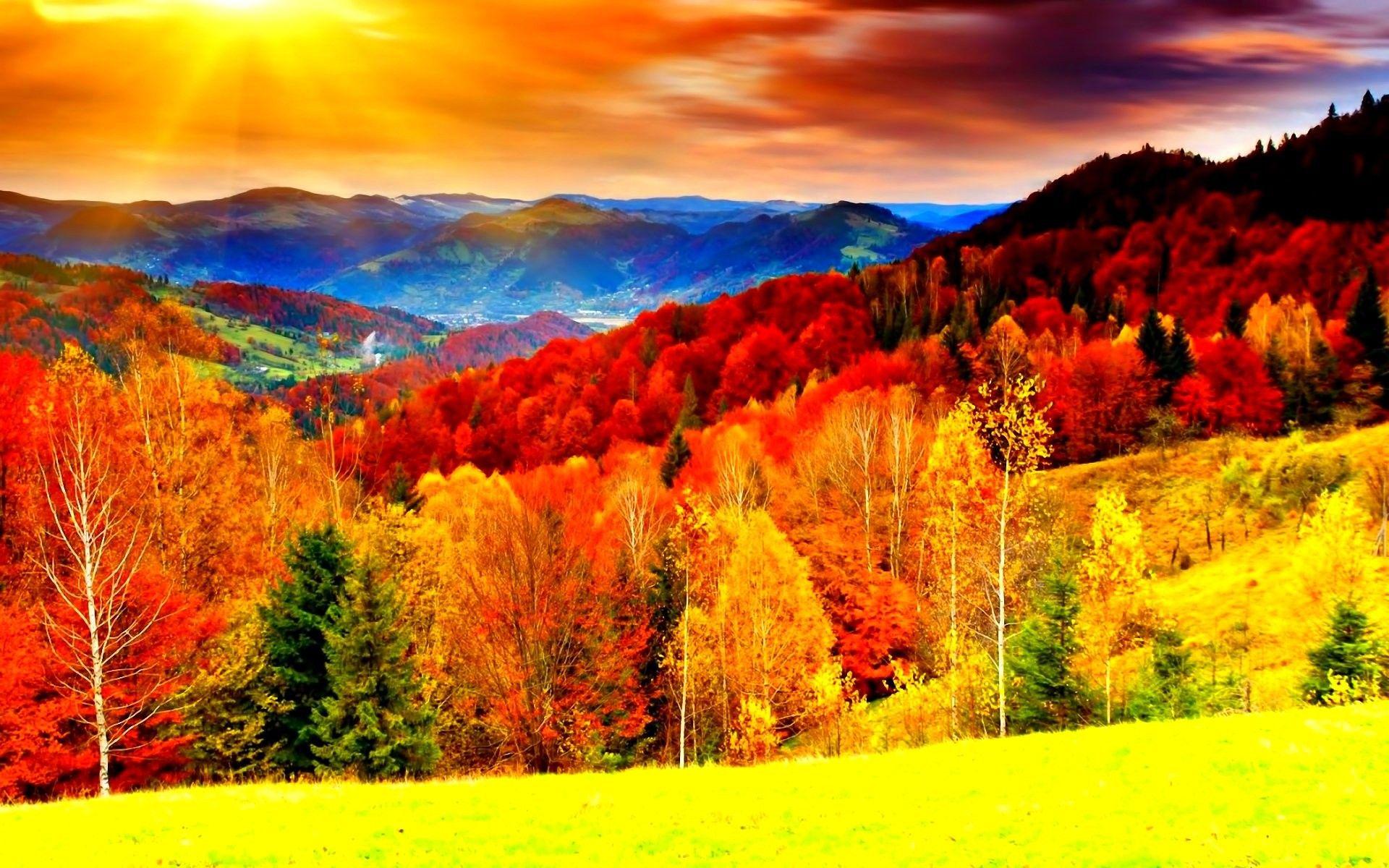 Color Forest Wallpapers - Top Free Color Forest Backgrounds