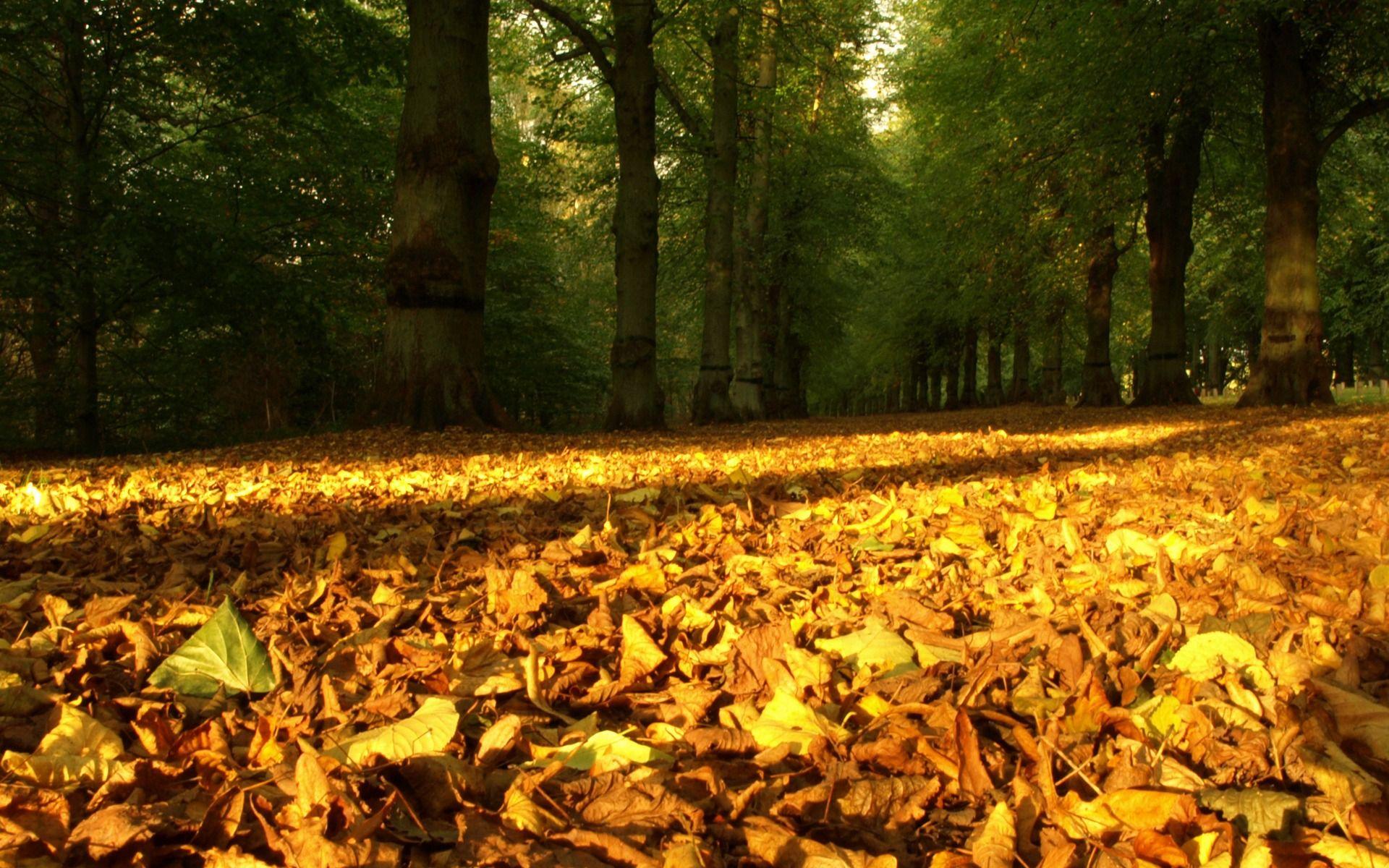 1920x1200 Autumn Leaves Carpet Wallpaper Autumn Nature Wallpaper