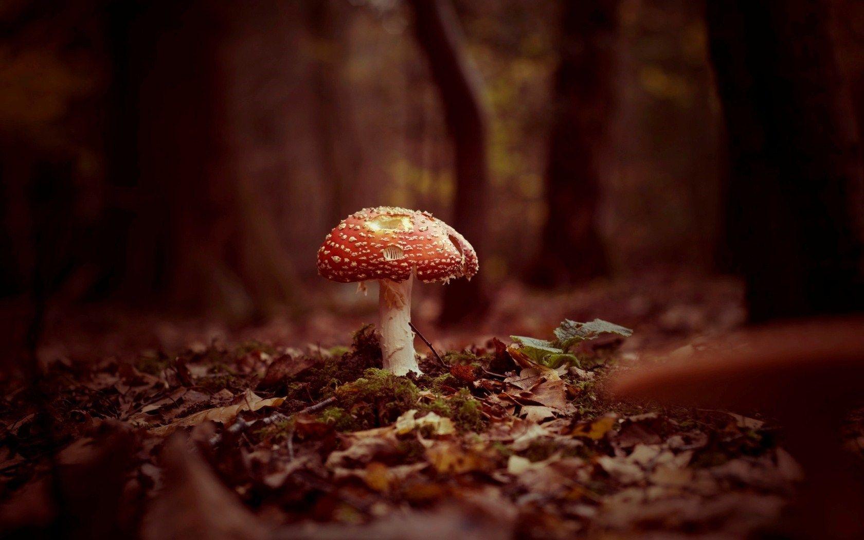 1680x1050 Mushroom Autumn Nature wallpaperx1050