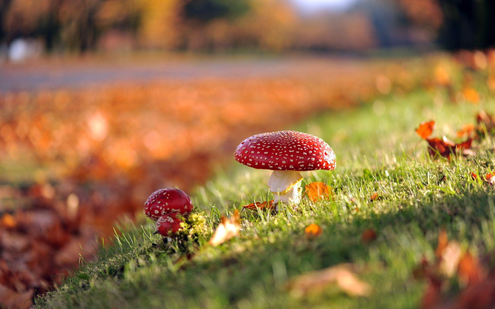 1920x1200 #autumn, #nature, #Mushrooms